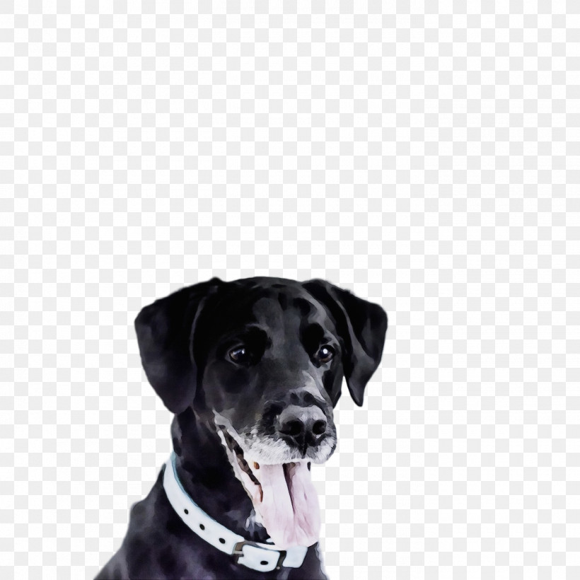 Dog Labrador Retriever Dog Collar Sporting Group Snout, PNG, 1400x1400px, Watercolor, Dog, Dog Collar, Great Dane, Labrador Retriever Download Free