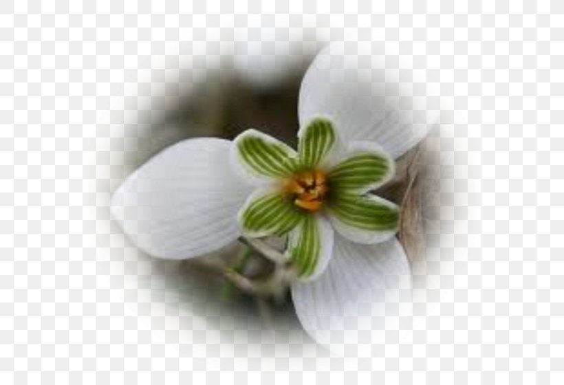 Galanthus Nivalis Flower Perce-neige Snow Petal, PNG, 600x560px, Galanthus Nivalis, Bulb, Chalet, Fleur De Ressort, Flower Download Free