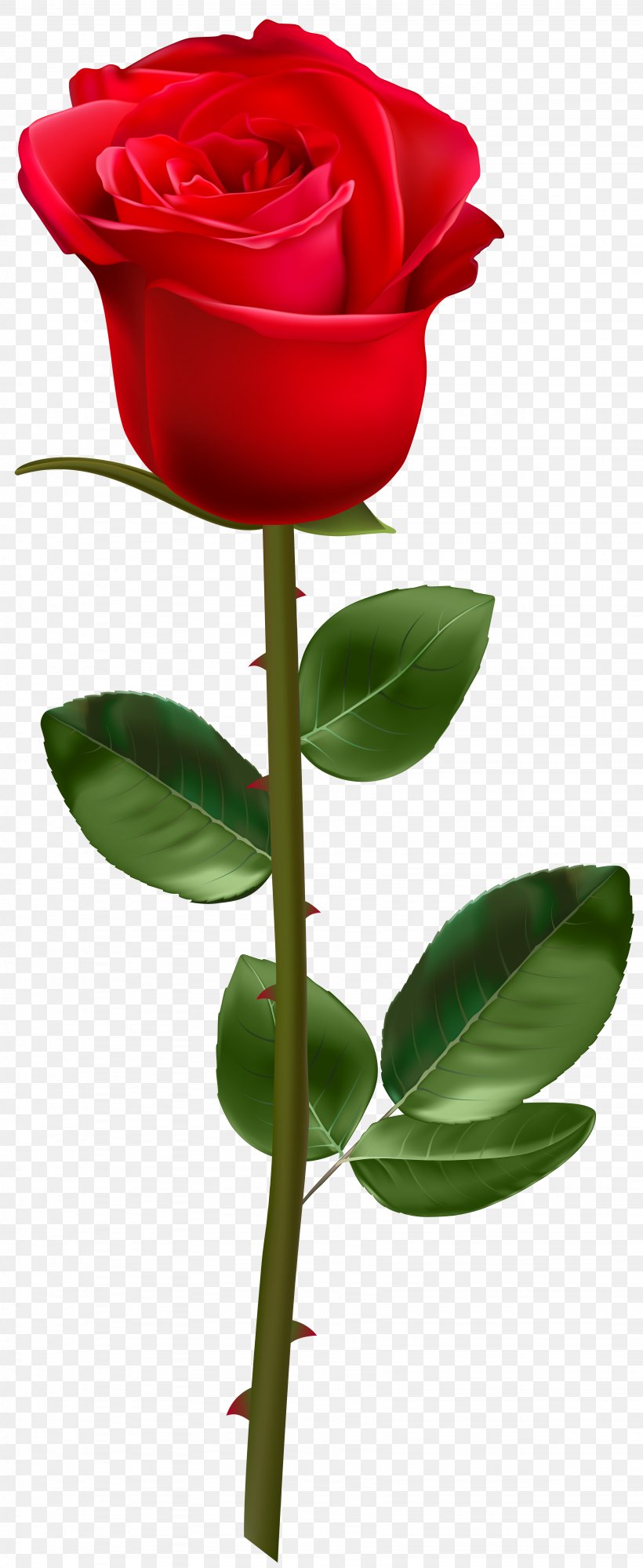 Rose Plant Stem Clip Art, PNG, 3282x8000px, Rose, Blue Rose, Bud, Cut Flowers, Drawing Download Free