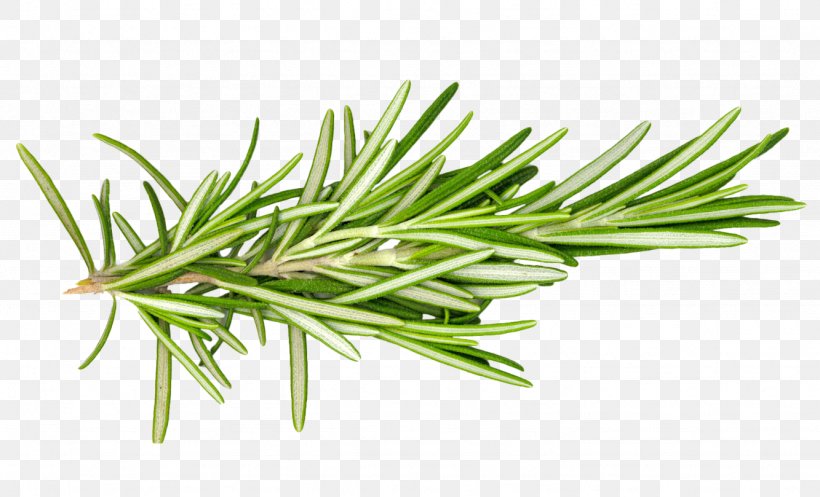 Rosemary Herb Leaf Spice Food, PNG, 1333x809px, Rosemary, Commodity, Cooking, Essential Oil, Extract Download Free