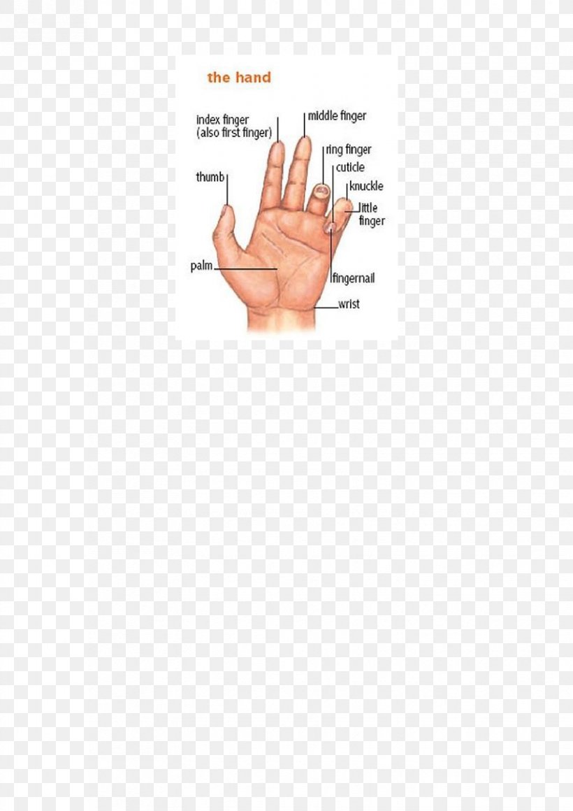 Thumb Hand Model Document Line, PNG, 1653x2339px, Thumb, Arm, Diagram, Document, Finger Download Free