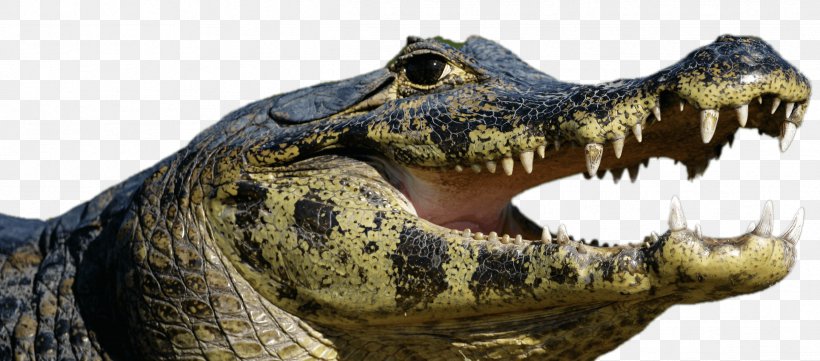 American Alligator Ocelot Amazon Rainforest Spectacled Caiman Nile Crocodile, PNG, 2433x1072px, American Alligator, Alligator, Amazon Rainforest, Black Caiman, Broadsnouted Caiman Download Free