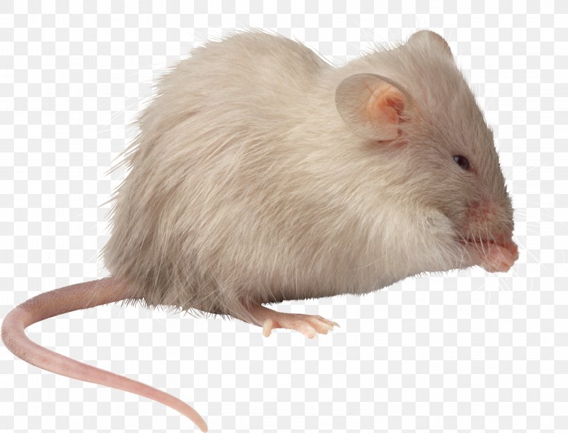 Computer Mouse Rat, PNG, 3161x2410px, Mouse, Digital Media, Fauna, Fur, Gerbil Download Free