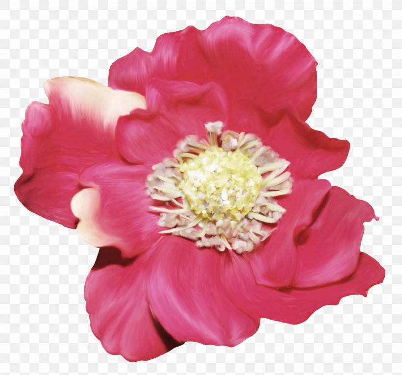 Cut Flowers Rosaceae Peony Petal, PNG, 1932x1804px, Flower, Cut Flowers, Family, Flowering Plant, Magenta Download Free