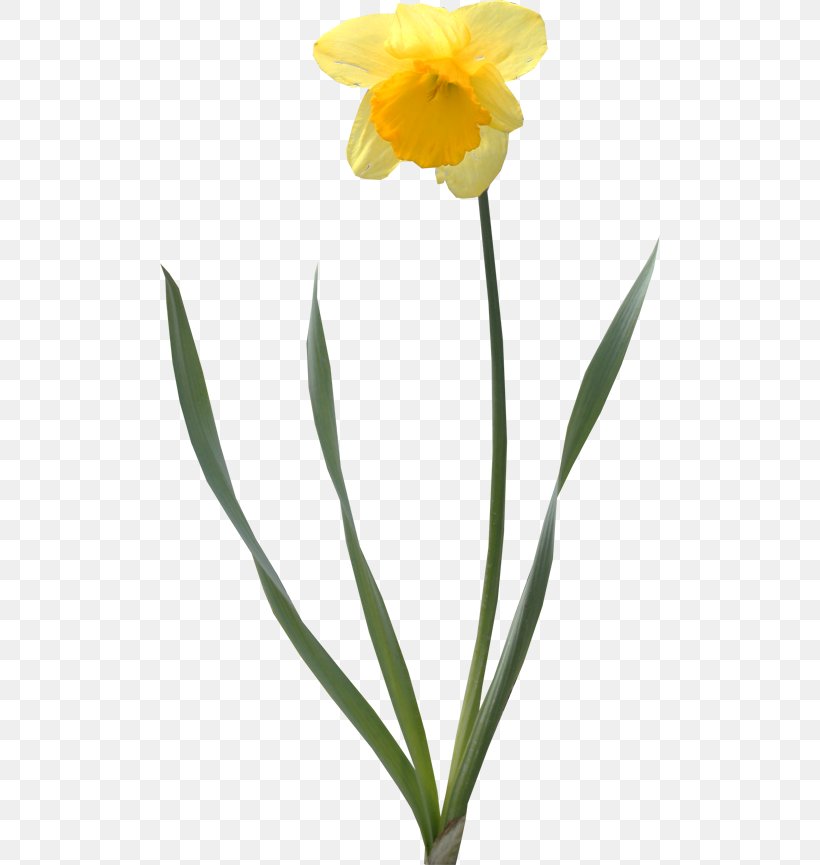 Daffodil Tulip Cut Flowers Clip Art, PNG, 500x865px, Daffodil, Amaryllis Family, Cut Flowers, Flower, Flowering Plant Download Free