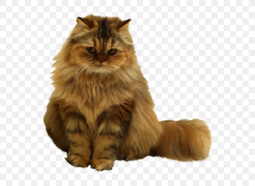 Pet Sitting Persian Cat Dog Kitten, PNG, 600x600px, Pet Sitting, Asian, Asian Semi Longhair, British Semi Longhair, Calico Cat Download Free