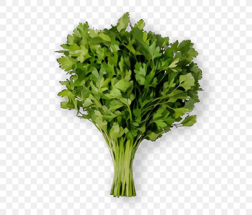 Plant Green Leaf Vegetable Leaf Vegetable, PNG, 700x700px, Watercolor, Culantro, Flower, Food, Grass Download Free