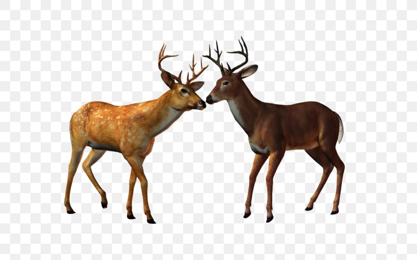 Red Deer Elk Ceylon Clip Art, PNG, 600x512px, Deer, Animal, Antler, Ceylon, Deer Forest Download Free