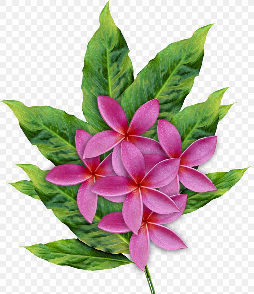 Cut Flowers Frangipani Floral Design, PNG, 1038x1200px, Flower, Cut Flowers, Floral Design, Floristry, Flower Arranging Download Free