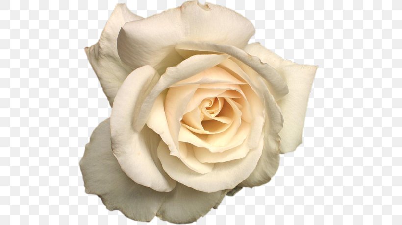 Garden Roses Cabbage Rose Floribunda Flower, PNG, 500x460px, Garden Roses, Cabbage Rose, Cut Flowers, Floribunda, Flower Download Free