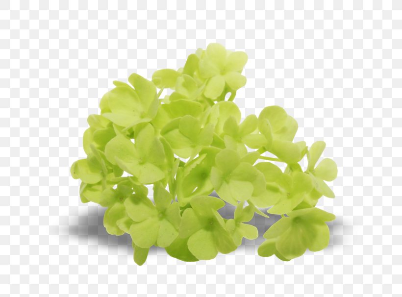 Leaf Vegetable Lilac, PNG, 800x606px, Leaf Vegetable, Lilac Download Free