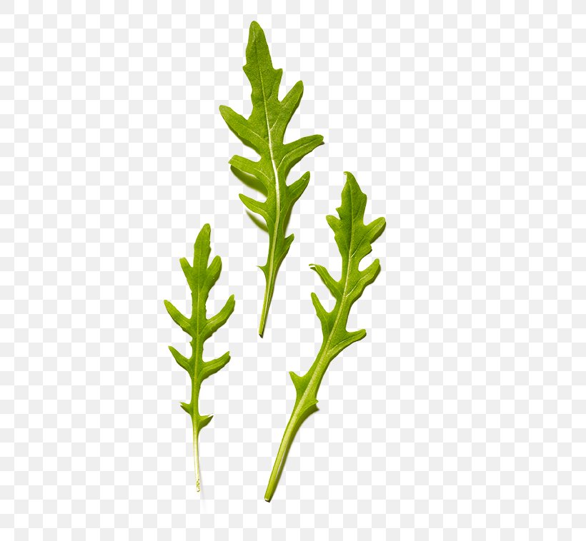 Twig Leaf Vegetable Herb Plant Stem, PNG, 758x758px, Twig, Branch, Family, Grass Family, Grasses Download Free