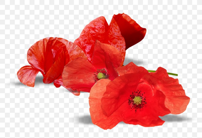 Armistice Day Anzac Day Remembrance Poppy National War Memorial, PNG, 800x563px, 2017, Armistice Day, Anzac Day, Australia, Common Poppy Download Free
