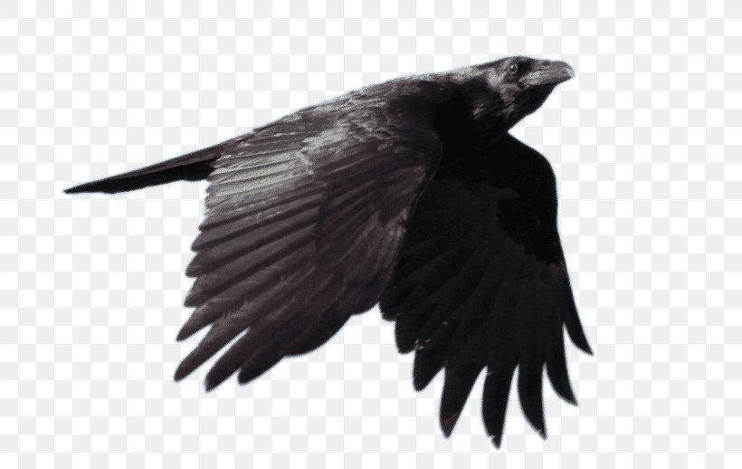 Common Raven Bird Fan-tailed Raven, PNG, 800x518px, Common Raven, American Crow, Beak, Bird, Black And White Download Free