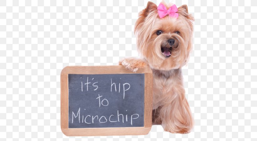 Dog Cat Microchip Implant Veterinarian Pet, PNG, 572x449px, Dog, Animal Rescue Group, Animal Shelter, Carnivoran, Cat Download Free