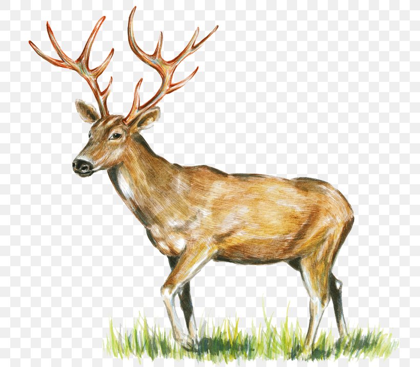 Reindeer White-tailed Deer Elk Antler, PNG, 739x717px, Reindeer, Animal, Antler, Crossstitch, Deer Download Free