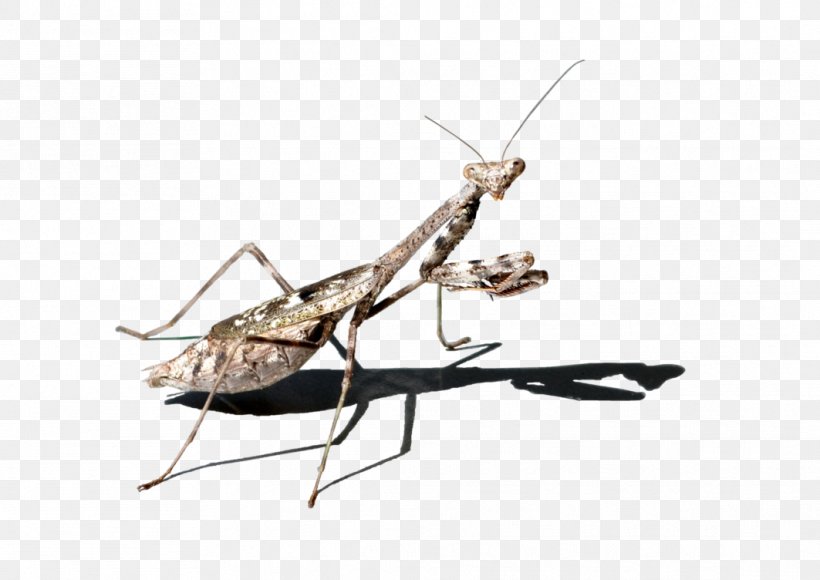 Stock Photography, PNG, 1063x752px, Stock Photography, Arthropod, Chevrolet, Cricket, Cricket Like Insect Download Free