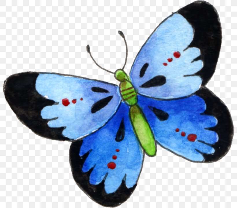 Butterfly Drawing, PNG, 800x720px, Butterfly, Arthropod, Blue, Butterflies And Moths, Color Download Free