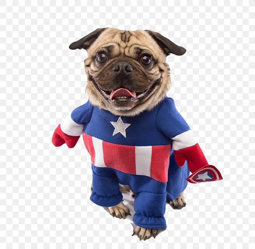 Captain America Pugs In Costumes Pugs In Costumes Superhero, PNG, 800x800px, Captain America, Bruce Banner, Captain America The First Avenger, Carnivoran, Cat Download Free