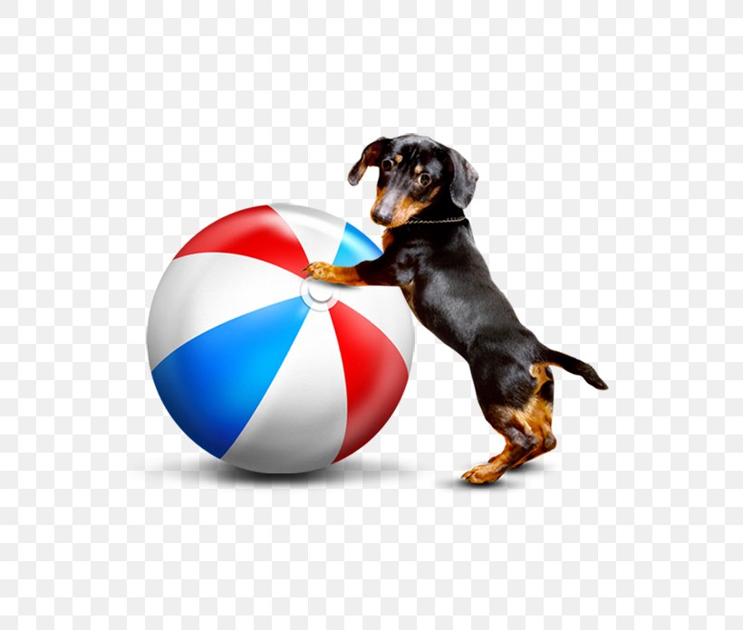 French Bulldog Puppy Cat Dog Toy Pet, PNG, 687x696px, French Bulldog, Animal, Ball, Carnivoran, Cat Download Free