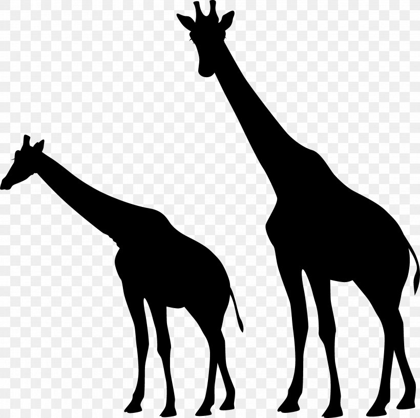 Giraffe Mustang Mammal Neck Clip Art, PNG, 4726x4718px, 2019 Ford Mustang, Giraffe, Adaptation, Animal, Blackandwhite Download Free