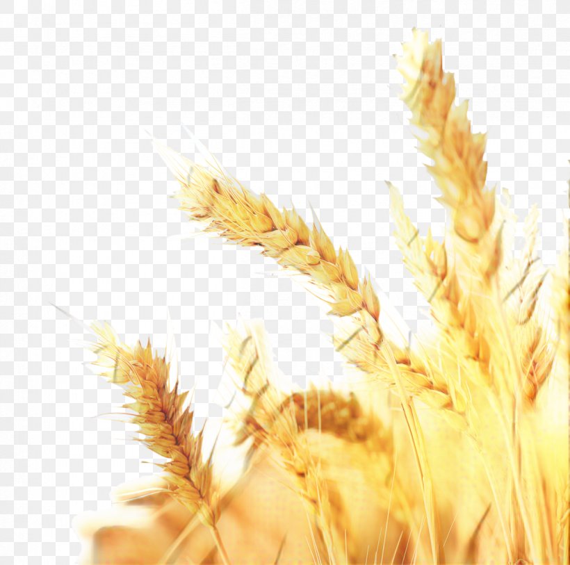 Grass Background, PNG, 1207x1198px, Emmer, Cereal, Cereal Germ, Common Wheat, Ear Download Free
