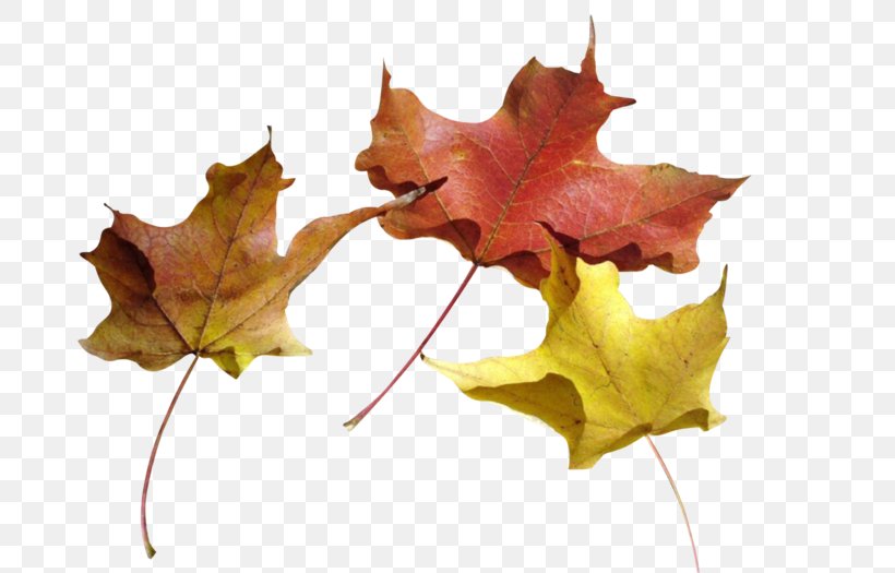 Maple Leaf Autumn Painting, PNG, 700x525px, Maple Leaf, Autumn, Black Maple, Black Oak, Botany Download Free