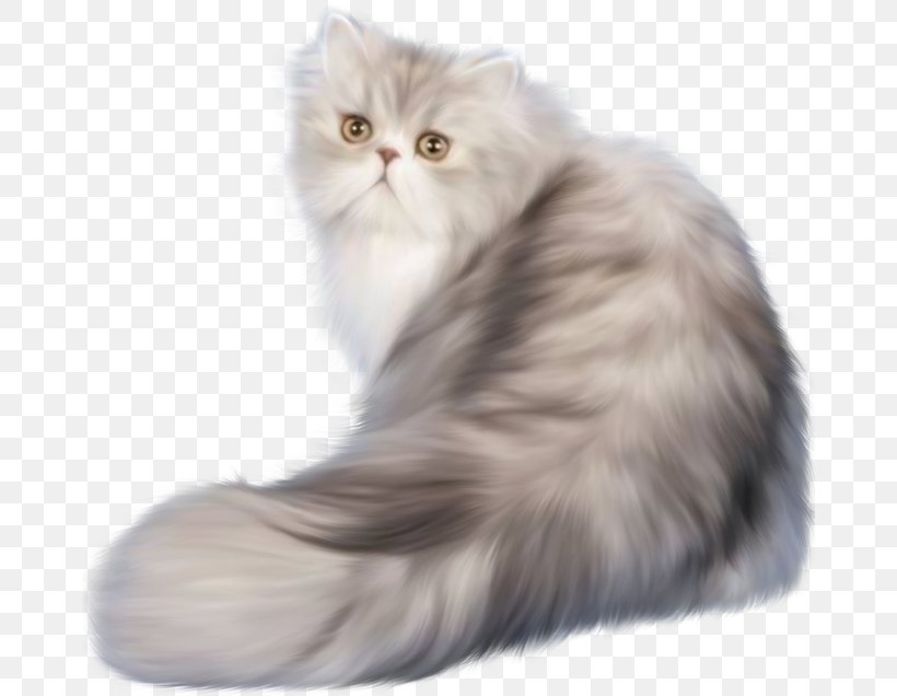 Persian Cat Ferret Kitten Clip Art, PNG, 670x636px, Persian Cat, Asian Semi Longhair, British Semi Longhair, Carnivoran, Cat Download Free