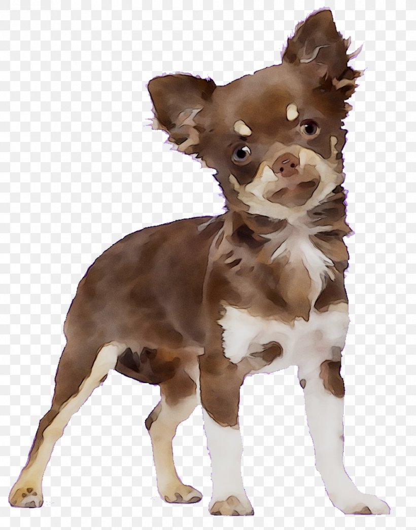 Chihuahua Puppy French Bulldog Shih Tzu, PNG, 992x1266px, Chihuahua, Bulldog, Canidae, Carnivore, Companion Dog Download Free