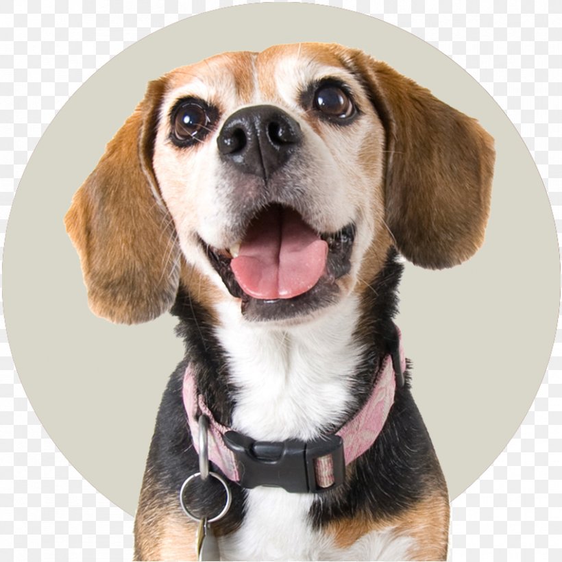 Dog Collar Beagle Puppy Stock Photography, PNG, 850x850px, Collar, Bark, Beagle, Carnivoran, Chew Toy Download Free