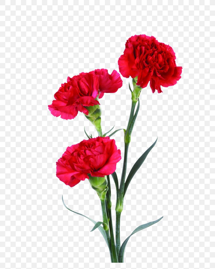 Flower Bouquet Carnation Floral Design Clip Art, PNG, 683x1024px, Flower, Annual Plant, Birth Flower, Birthday, Carnation Download Free