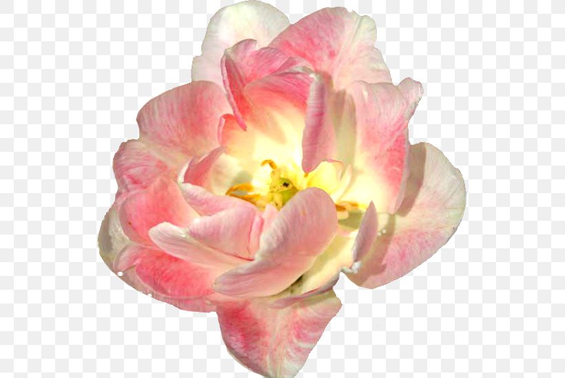 Flower Clip Art, PNG, 537x548px, Flower, Cut Flowers, Digital Image, Flowering Plant, Garden Roses Download Free
