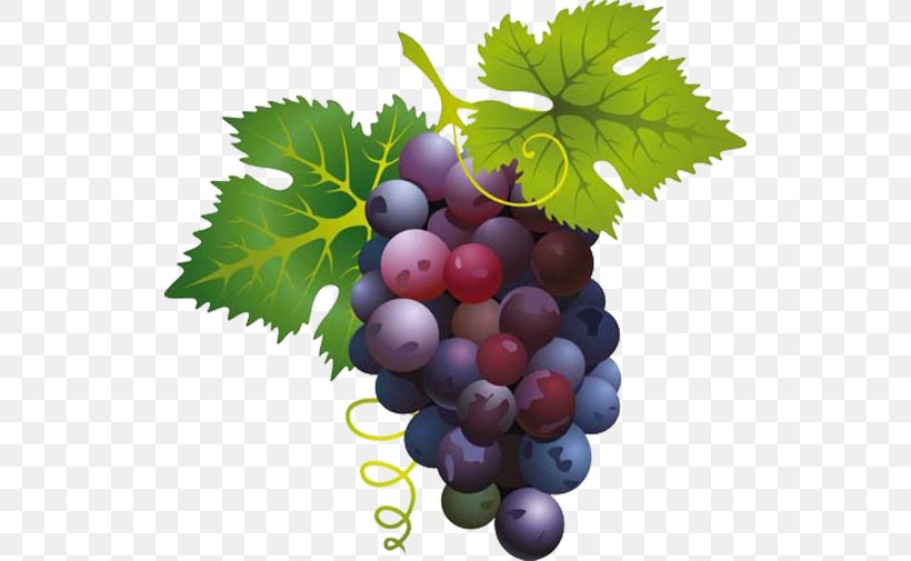 Grape Wine Clip Art, PNG, 524x505px, Grape, Berry, Common Grape Vine, Food, Fruit Download Free