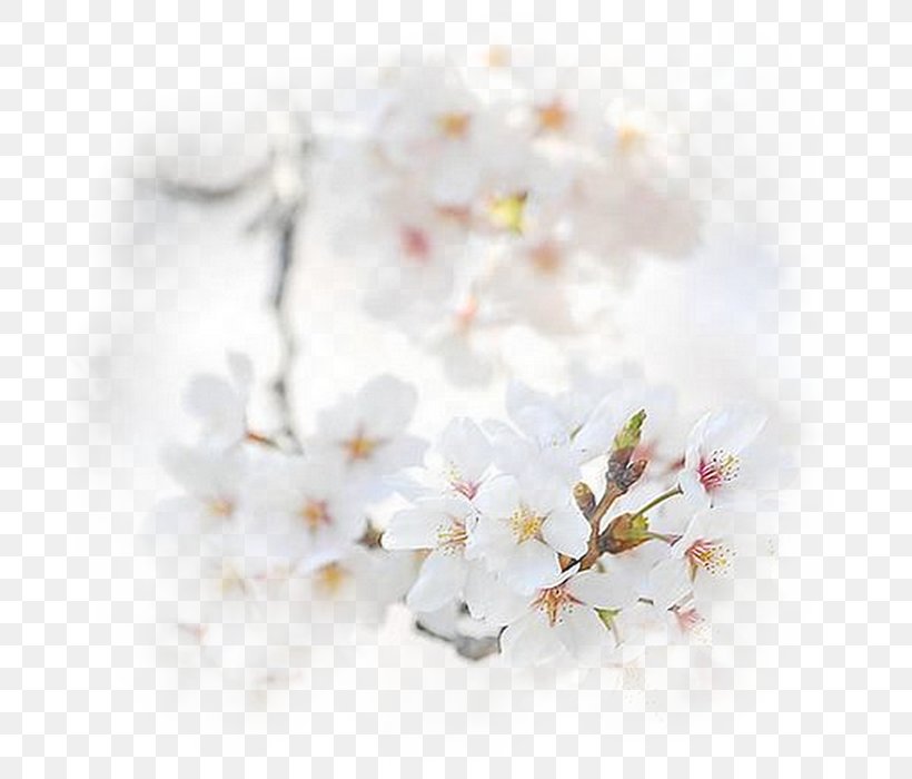 Blossom Flower Bouquet Honey Desktop Wallpaper, PNG, 700x700px, Blossom, Branch, Cherry Blossom, Crystal, Flower Download Free