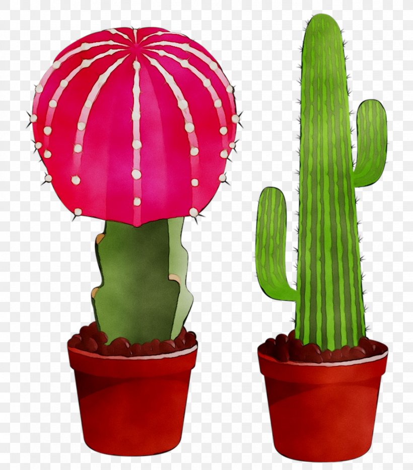 Clip Art San Pedro Cactus Image, PNG, 1125x1282px, Cactus, Acanthocereus Tetragonus, Botany, Caryophyllales, Desert Download Free