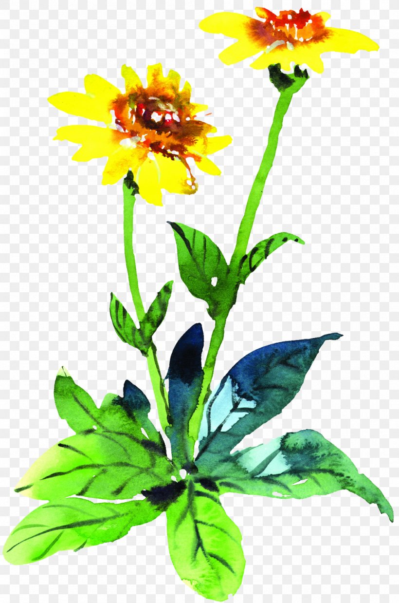Flower Chrysanthemum Indicum Marigold Watercolor Painting, PNG, 999x1509px, Flower, Art, Calendula Officinalis, Chrysanthemum, Chrysanthemum Indicum Download Free
