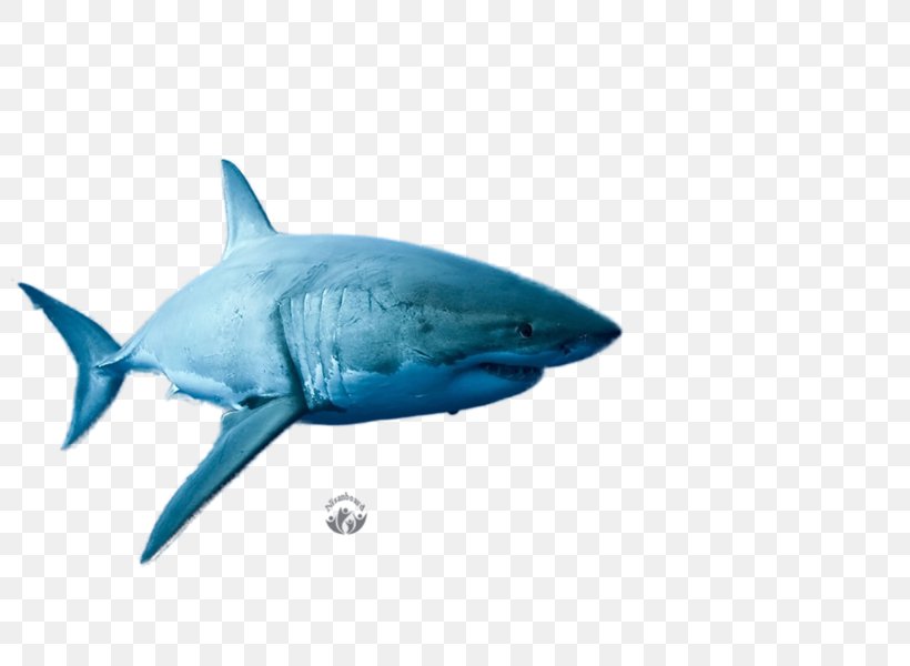 Great White Shark Red Triangle Requiem Sharks, PNG, 800x600px, Great White Shark, Blue Shark, Cartilaginous Fish, Electric Blue, Fin Download Free