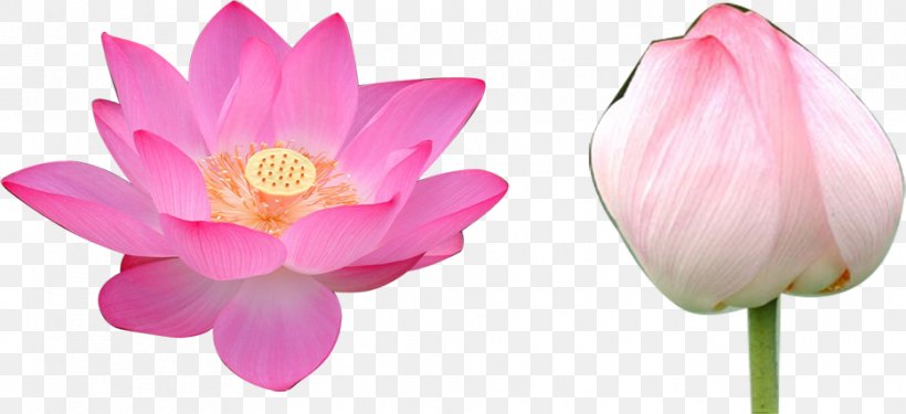 Nelumbo Nucifera Volga Delta Flower Falun Gong Rulaizong, PNG, 934x428px, Nelumbo Nucifera, Aquatic Plant, Blossom, Bud, Buddhahood Download Free