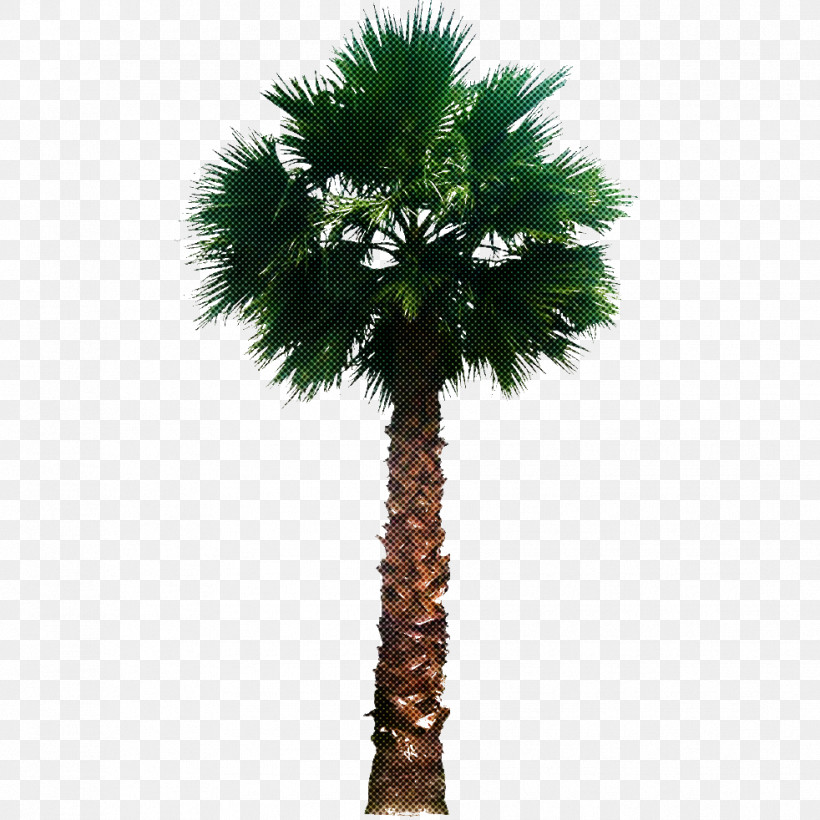 Palm Tree, PNG, 982x982px, Tree, Arecales, Borassus Flabellifer, Coconut, Date Palm Download Free