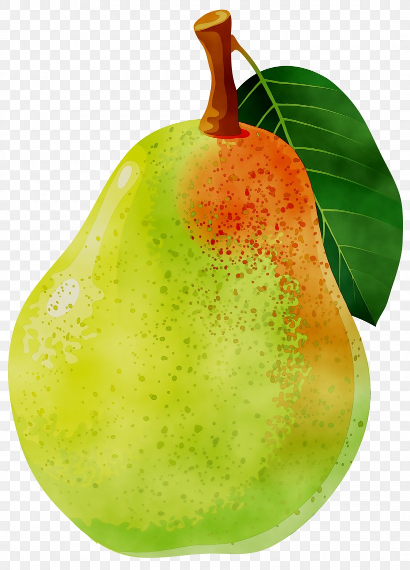 Clip Art Openclipart Free Content Bosc Pear, PNG, 2160x2999px, Bosc Pear, Accessory Fruit, Amygdaloideae, Asian Pear, Common Fig Download Free