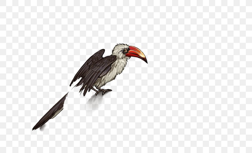 Hornbill Bird, PNG, 640x500px, Hornbill, Bald Eagle, Beak, Bird, Cinereous Vulture Download Free