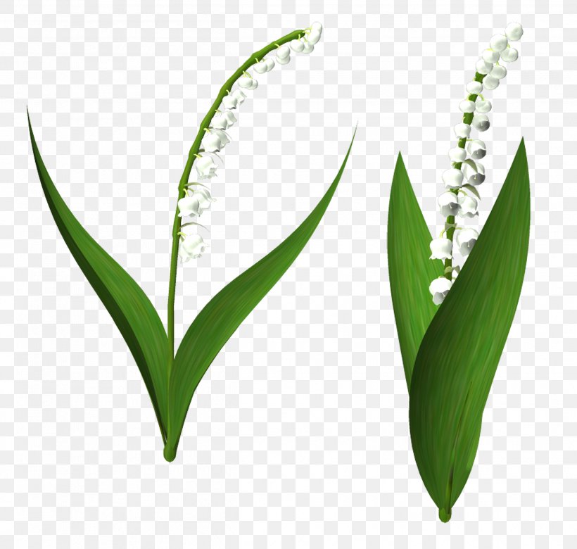Lily Of The Valley Plant Stem Commodity Clip Art, PNG, 2494x2374px, Lily Of The Valley, Commodity, Grass, Grass Family, Grasses Download Free