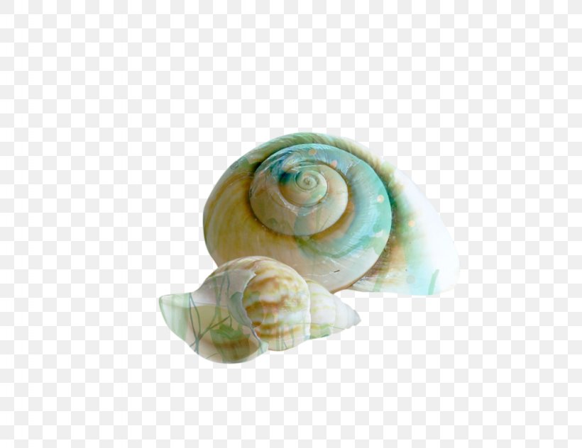 Seashell Snail Spiral Conch Shell Beach, PNG, 1024x790px, Seashell, Beach, Body Jewelry, Coast, Conch Download Free