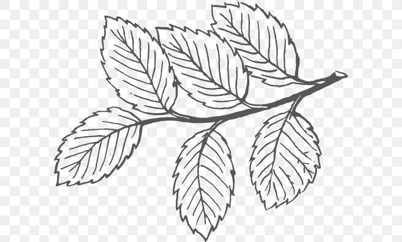 Clip Art Leaf Openclipart Boxelder Maple, PNG, 600x494px, Leaf, Autumn Leaf Color, Blackandwhite, Botany, Boxelder Maple Download Free