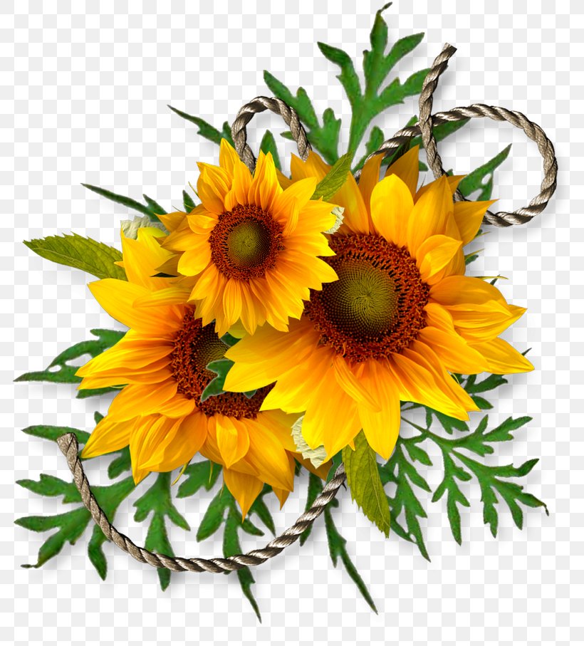 Common Sunflower Sunflower Seed Clip Art, PNG, 800x907px, Common Sunflower, Annual Plant, Cut Flowers, Daisy Family, Digital Scrapbooking Download Free