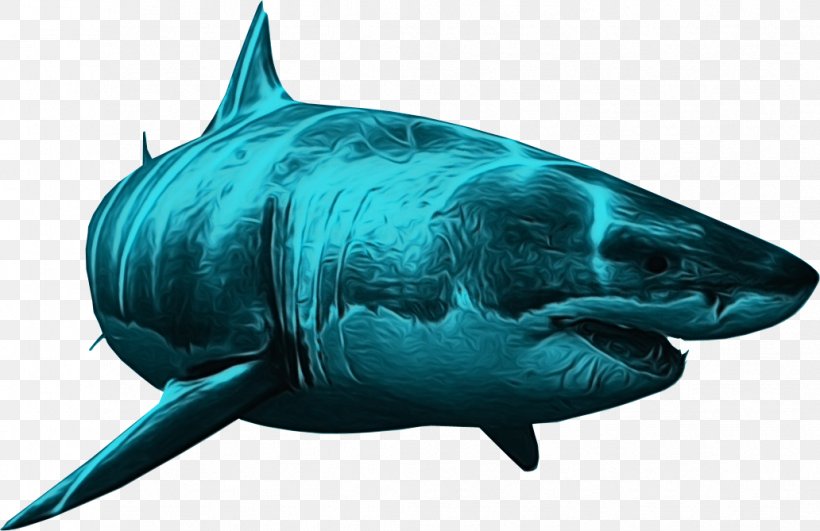 Great White Shark Background, PNG, 1032x669px, Watercolor, Blue Shark, Cartilaginous Fish, Cretoxyrhina, Fin Download Free