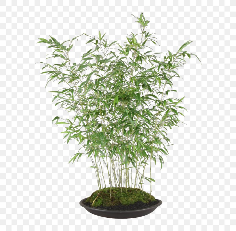 Houseplant Flowerpot Plants Artificial Flower Shrub, PNG, 800x800px, Houseplant, Artificial Flower, Catalisador, Computed Tomography, Evergreen Download Free