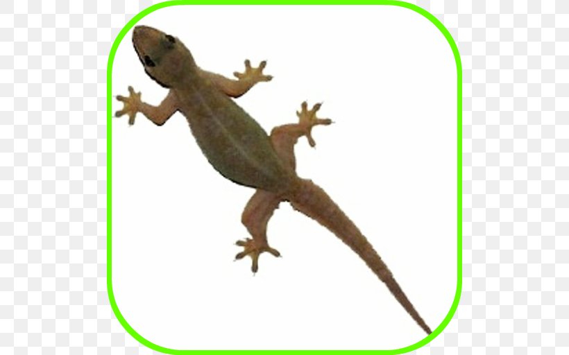 Philippine Sailfin Lizard Common House Gecko Reptile, PNG, 512x512px, Lizard, Agama, Agamidae, Amphibian, Animal Download Free