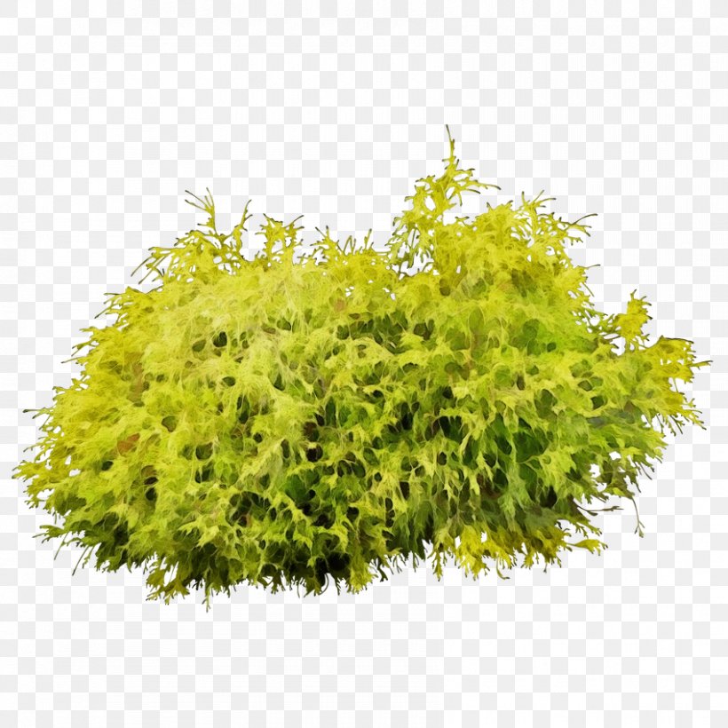 Plant Flower Yellow Tree Grass, PNG, 850x850px, Watercolor, Flower, Goldmoss Stonecrop, Grass, Leaf Download Free
