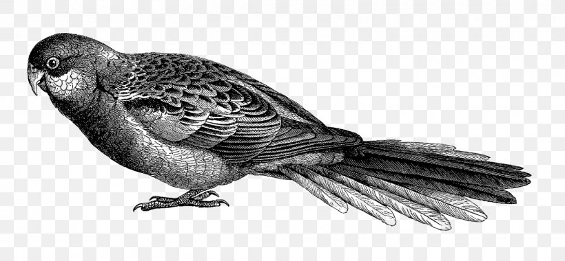 Beak Parrot Bird Finches Drawing, PNG, 1600x742px, Beak, Artwork, Atlantic Puffin, Bird, Black And White Download Free
